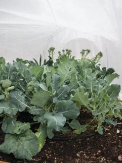 All-Purpose Garden Fabric 12 All-Purpose Garden Fabric -Garden Supplies Sales 32646 7940 tif