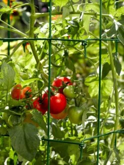Tomato Cages, Set Of 4 -Garden Supplies Sales 34182 588 tif