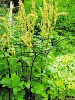 Essex Plant Supports -Garden Supplies Sales 37423 200 tif