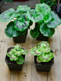 Organic Seed Starting Mix, 6 Quarts -Garden Supplies Sales 37808 002E tif