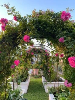 Jardin Rose Arch 9 Jardin Rose Arch -Garden Supplies Sales 38 690 03IN tif