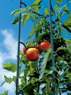 Tomato Ladders, Set Of 3 -Garden Supplies Sales 38184 003E tif