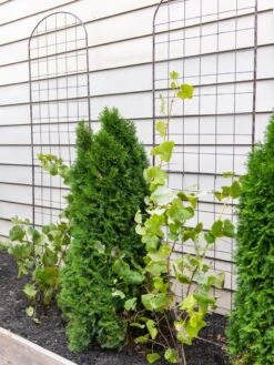 Jardin Flower Trellis -Garden Supplies Sales 38689 6002 tif