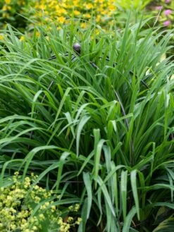 Jardin Bird Cage Support, 26" 9 Jardin Bird Cage Support, 26" -Garden Supplies Sales 39 521 0073 tif