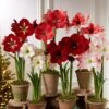 Premium Amaryllis Bulb -Garden Supplies Sales 39 733 2021 04 tif
