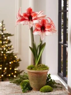 Premium Amaryllis Bulb 16 Premium Amaryllis Bulb -Garden Supplies Sales 39 733 Charisma 2021 08 tif