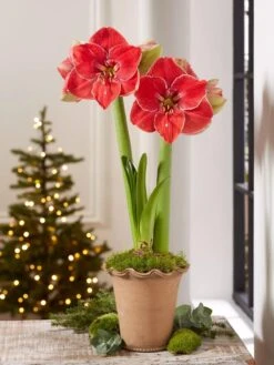 Premium Amaryllis Bulb 12 Premium Amaryllis Bulb -Garden Supplies Sales 39 733 MagicalTouch 2021 10 tif