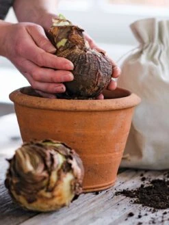 Amaryllis Planting Kit -Garden Supplies Sales 39 733 bagged 2020 05000