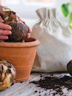 Premium Amaryllis Bulb 17 Premium Amaryllis Bulb -Garden Supplies Sales 39 733 bagged 2020 05000 tif