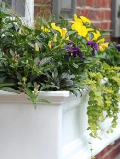 Fairfield Self-Watering Window Box, 4’ -Garden Supplies Sales 39345 102V tif