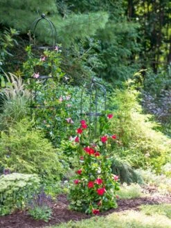 Essex Round Trellises 11 Essex Round Trellises -Garden Supplies Sales 39545 2286 tif