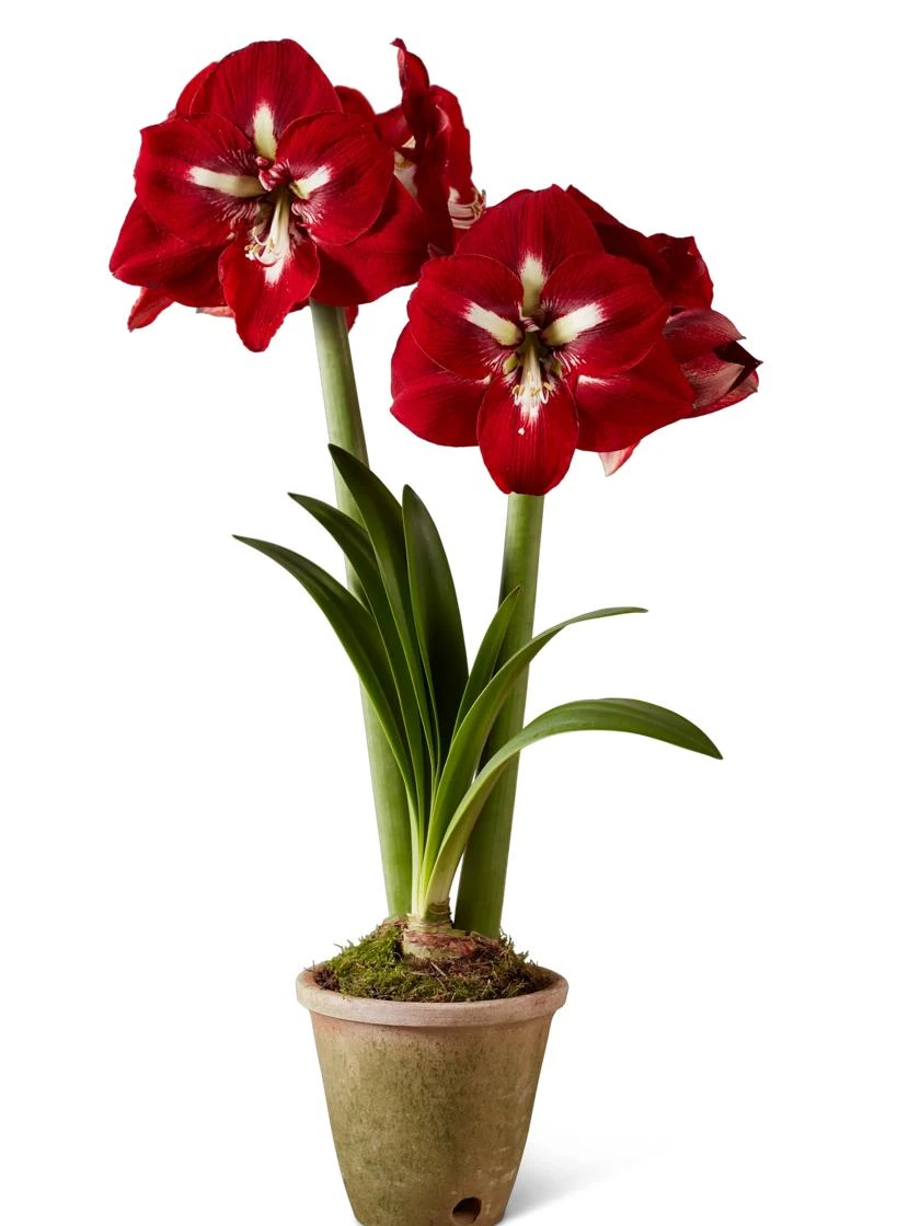 Premium Amaryllis Bulb 7 Premium Amaryllis Bulb - Image 5