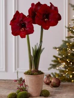 Premium Amaryllis Bulb 15 Premium Amaryllis Bulb -Garden Supplies Sales 39733 2020 2004 tif