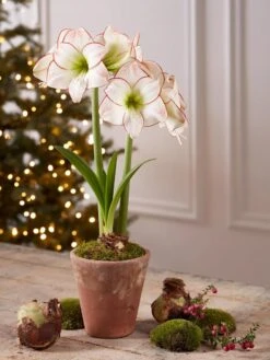 Premium Amaryllis Bulb 13 Premium Amaryllis Bulb -Garden Supplies Sales 39733 2020 2006 tif