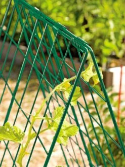 Deluxe Cucumber Trellis 13 Deluxe Cucumber Trellis -Garden Supplies Sales 39806 GR edit tif