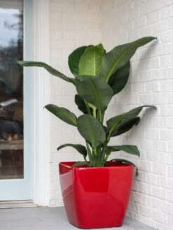 Viva Square Self-Watering Rolling Planter, 20" Diameter, Set Of 2 -Garden Supplies Sales 3 4 crop 8612930 0032 tif