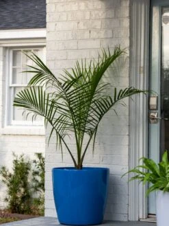 Viva Round Self-Watering Rolling Planter, 20" Diameter, Set Of 2 -Garden Supplies Sales 3 4 crop 8612933 0024 tif