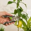 Houseplant Pruner -Garden Supplies Sales 3 4 crop 8612961 0040 houseplant pruner