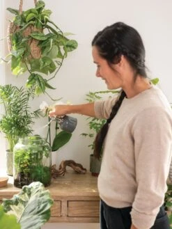 Indoor Plant Mister -Garden Supplies Sales 3 4 crop 8612962 3792