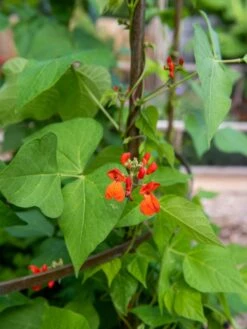 Jardin Tower 11 Jardin Tower -Garden Supplies Sales 3 4 crop 8612997 0059