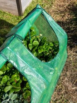 Multi Cloche -Garden Supplies Sales 3 4 crop 8613213 0240