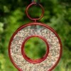 Circle Fly-Thru™ Bird Feeder With A Ruby Red Finish -Garden Supplies Sales 3 4 crop 8613383 02v circle fly thru bird feeder with a ruby red finish