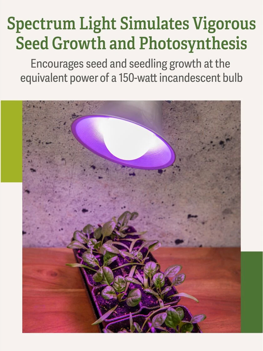 Miracle LED® Grow Light Bulb, Red And Blue 7 Miracle LED® Grow Light Bulb, Red And Blue - Image 5