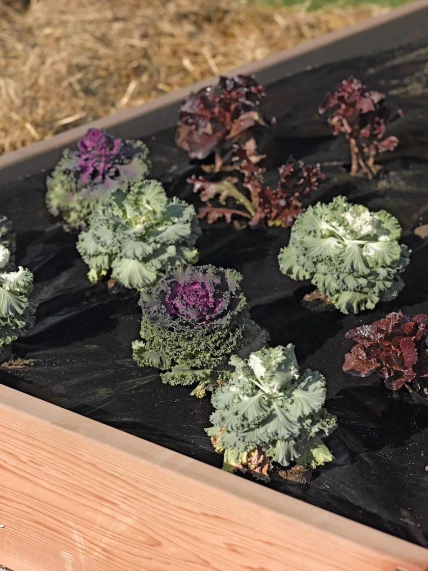 Easy-Plant Weed Block Mulch 5 Easy-Plant Weed Block Mulch - Image 3