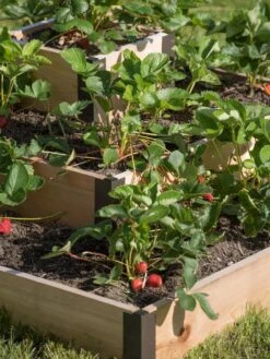 3-Tier Strawberry Bed -Garden Supplies Sales 8586752 4552 tif