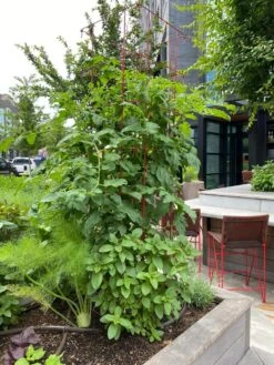 Tomato Towers, Set Of 2 8 Tomato Towers, Set Of 2 -Garden Supplies Sales 8587041 01IN tif