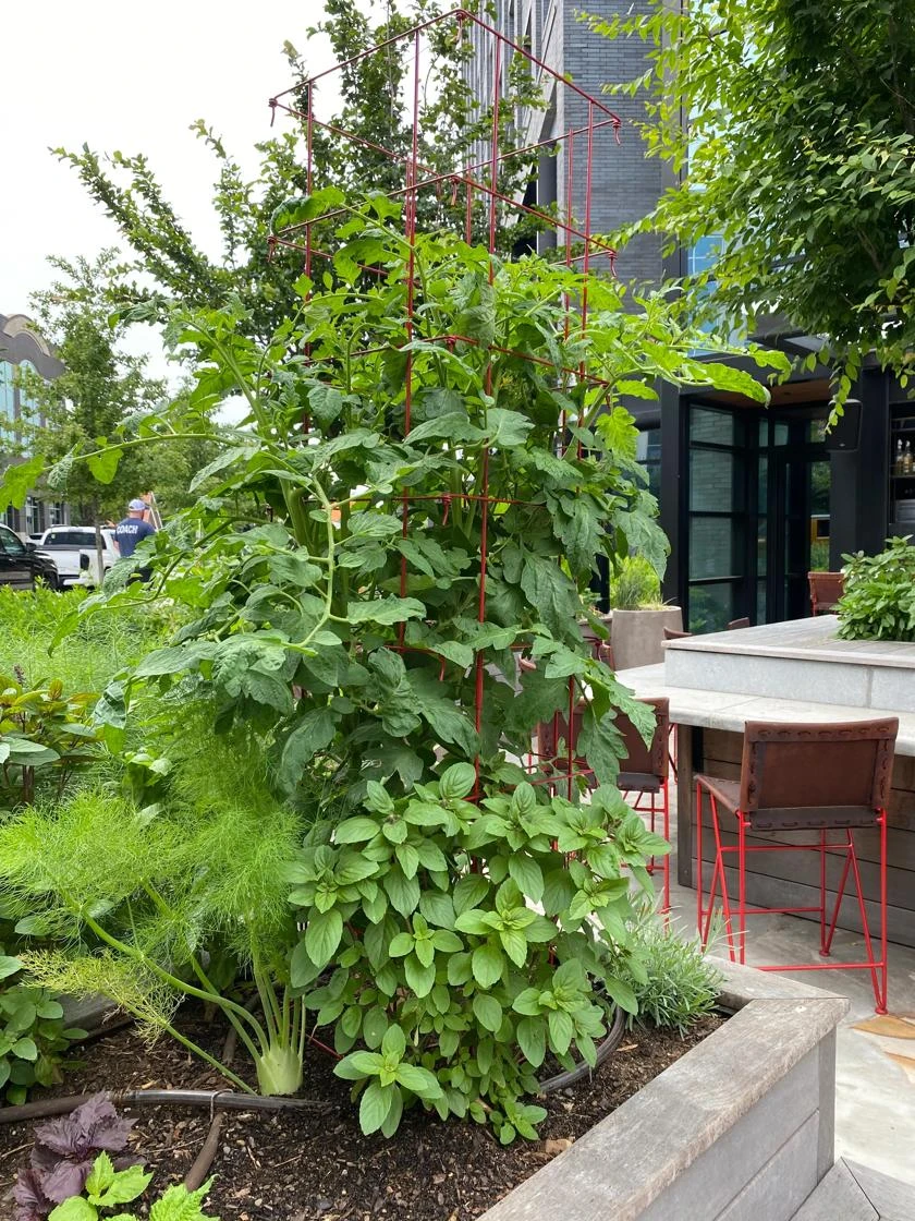 Tomato Towers, Set Of 2 5 Tomato Towers, Set Of 2 - Image 3