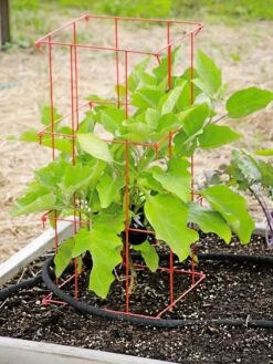 Pepper And Eggplant Cages, Set Of 3 -Garden Supplies Sales 8587048 103 tif