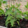 Pepper And Eggplant Cages, Set Of 3 -Garden Supplies Sales 8587048 1073 tif
