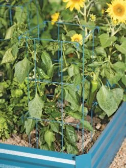 Pepper And Eggplant Cages, Set Of 3 -Garden Supplies Sales 8587048 9792 tif