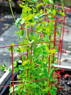 Expandable Pea Trellis -Garden Supplies Sales 8587061 100 tif