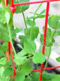 Tall Expandable Pea Trellis -Garden Supplies Sales 8587061 101 tif