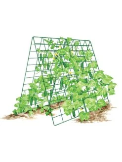 Deluxe Cucumber Trellis 16 Deluxe Cucumber Trellis -Garden Supplies Sales 8587083 001 GRN tif