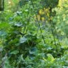 Deluxe Cucumber Trellis -Garden Supplies Sales 8587083 01IN