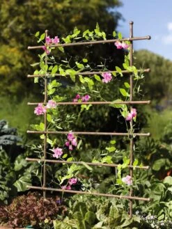 Jardin Ladder Trellis -Garden Supplies Sales 8587107 083 tif