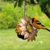Oriole Jelly Feeder -Garden Supplies Sales 8587472 002 tif