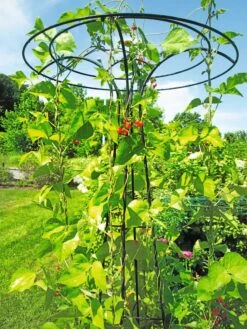 Essex Tuteur, 78" 12 Essex Tuteur, 78" -Garden Supplies Sales 8587861 100 tif