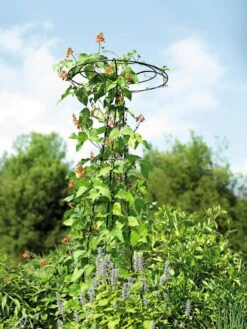 Essex Tuteur, 78" 11 Essex Tuteur, 78" -Garden Supplies Sales 8587861 4160 tif