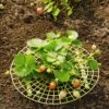 Strawberry Supports, Set Of 6 -Garden Supplies Sales 8587970 1039 tif