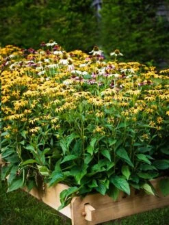 Farmstead Cedar Raised Garden Beds, 2' -Garden Supplies Sales 8588144 014V tif