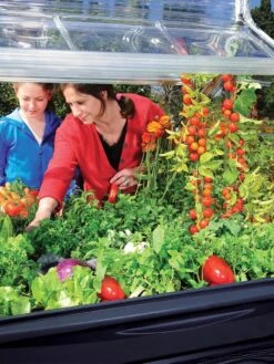 Canopia® By Palram Plant Inn™ Raised Bed Greenhouse, 4' X 4' 29 Canopia® By Palram Plant Inn™ Raised Bed Greenhouse, 4' X 4' -Garden Supplies Sales 8588308 03V tif