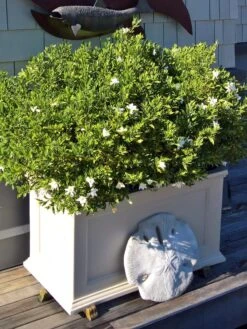 Fairfield Self-Watering Patio Planters, 20” X 36” -Garden Supplies Sales 8588417 208V tif