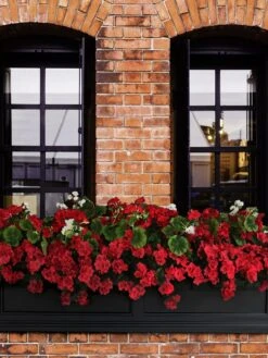 Fairfield Self-Watering Window Box, 5’ -Garden Supplies Sales 8588938 102V tif