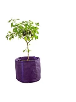 Gardener's Best® Universal Grow Bag 14 Gardener's Best® Universal Grow Bag -Garden Supplies Sales 8590024PR 249 tif