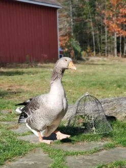 Chicken Wire Cloche -Garden Supplies Sales 8590210 01IN tif