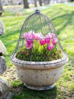Chicken Wire Cloche -Garden Supplies Sales 8590210 021 tif
